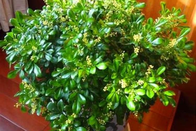 米兰花的开花期施肥