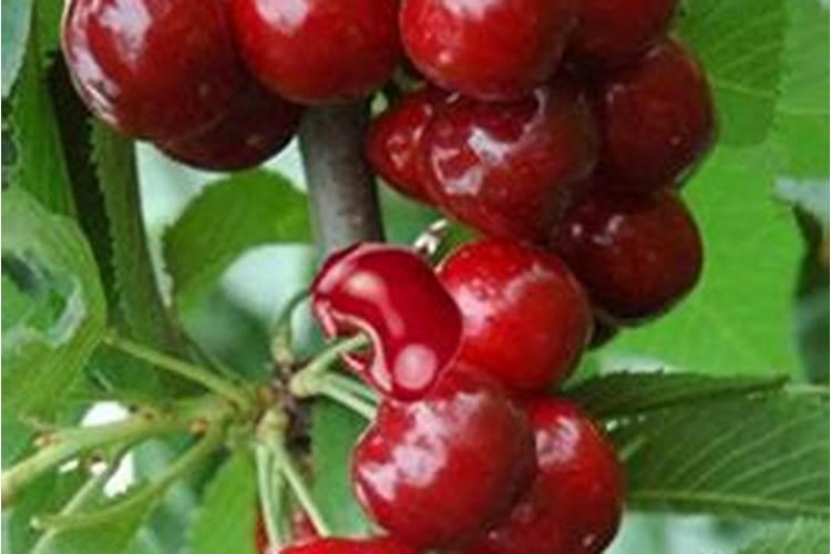 樱桃冲施肥多久冲一次肥料？