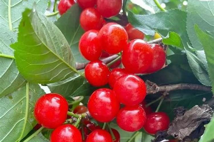 我的樱桃树这是怎么了,求救