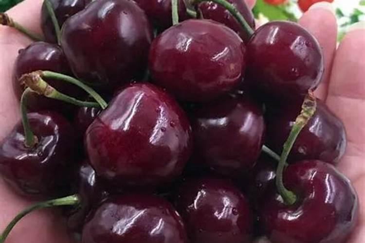 辉煌1—5大樱桃配什么品种授粉