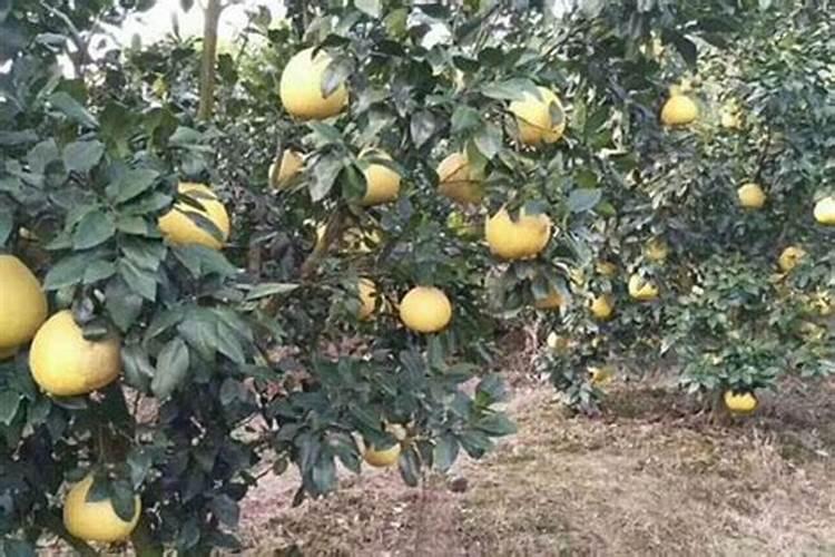 柚子生长期用哪种肥料合适？柚子上色用调色师叶面肥!