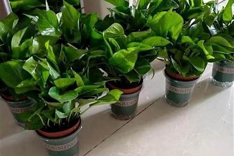 室内绿箩如何培养？ 我家的绿箩是这么回事,新叶都开始变黄或者长出来不...