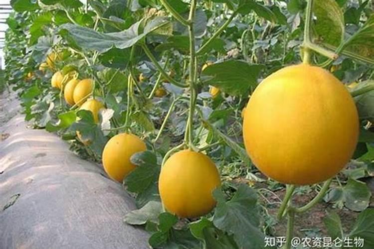 甜瓜彭果期需要什么叶面肥呢？