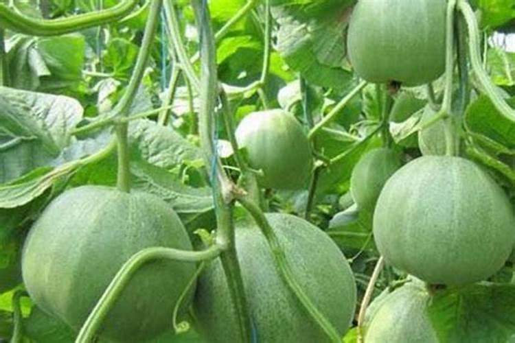 甜瓜打什么叶面肥最好？甜瓜施肥时间及方法？