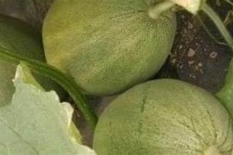 甜瓜膨大期的施肥方法