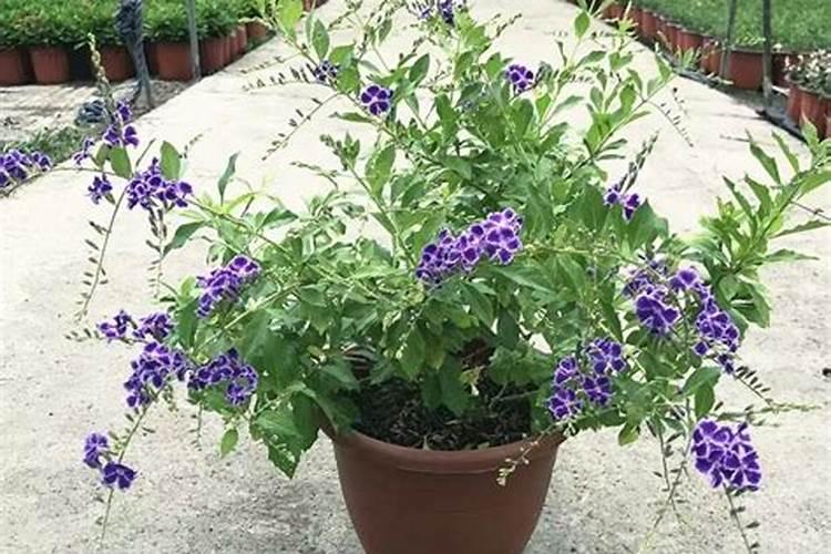 金露花适合氮肥吗还是氮肥？