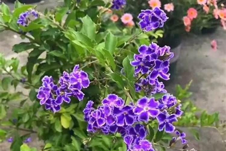 金露花的养殖方法