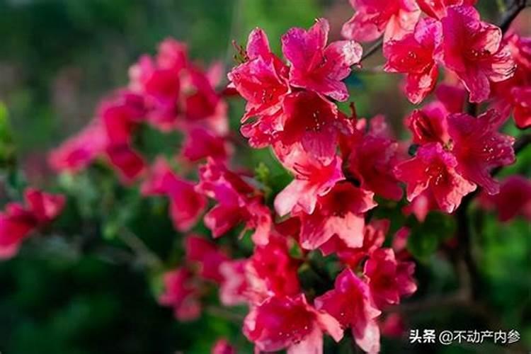 簕杜鹃的养殖方法和注意事项