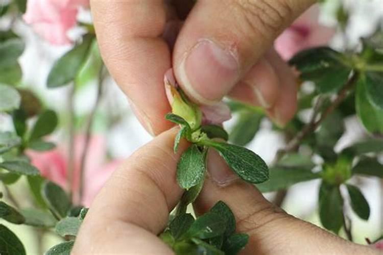 乐杜鹃如何修剪