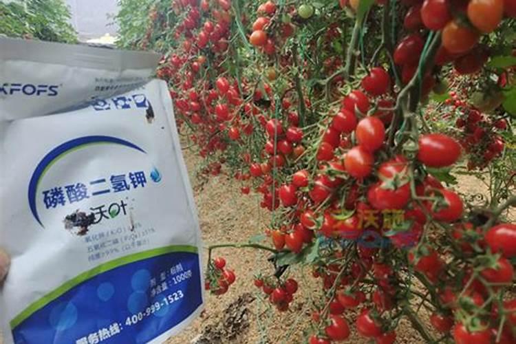 红薯后期用磷酸二氢钾灌根可以吗怎么施肥