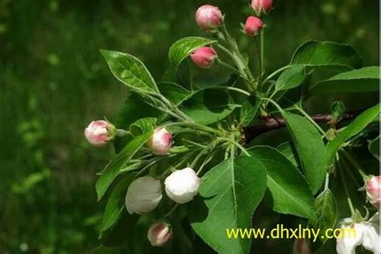 果树促花用什么叶面肥好？