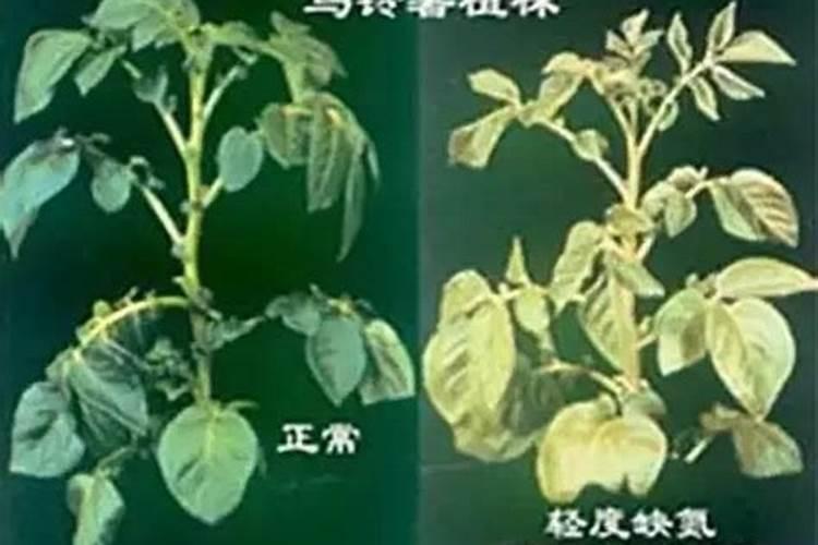植物缺氮及氮素过多的主要症状是什么？