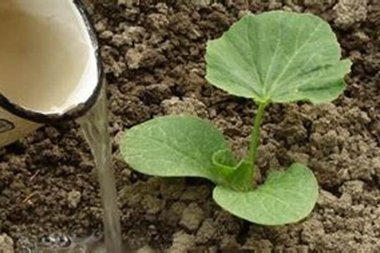 南瓜移栽后多久浇水肥