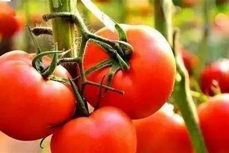 芸苔素内酯对番茄有哪些效果