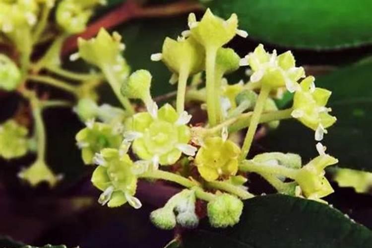 青枣在开花期要喷什么农药？