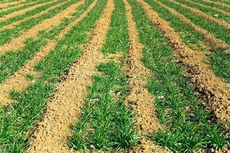 小麦越冬期可以打叶面肥吗？