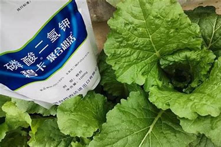 小白菜的肥料需求大,小白菜要增施钾肥吗？