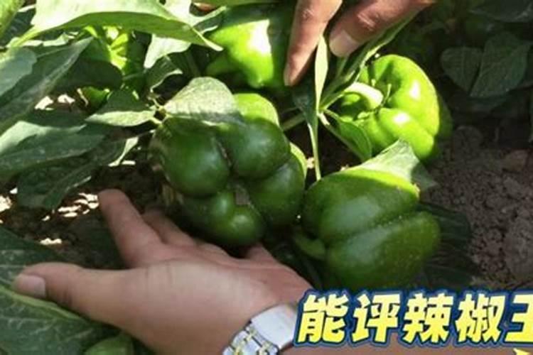 辣椒前期用什么肥料最好
