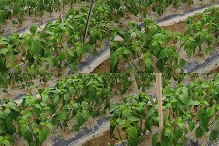 辣椒秧苗可以使用粒粒硼肥吗视频？