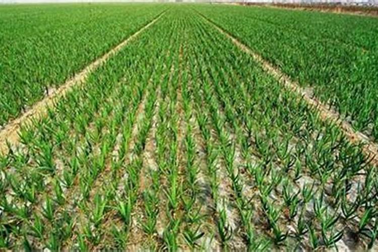 什么时间喷大蒜叶面肥