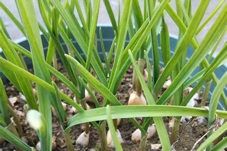 种大蒜怎么放肥料