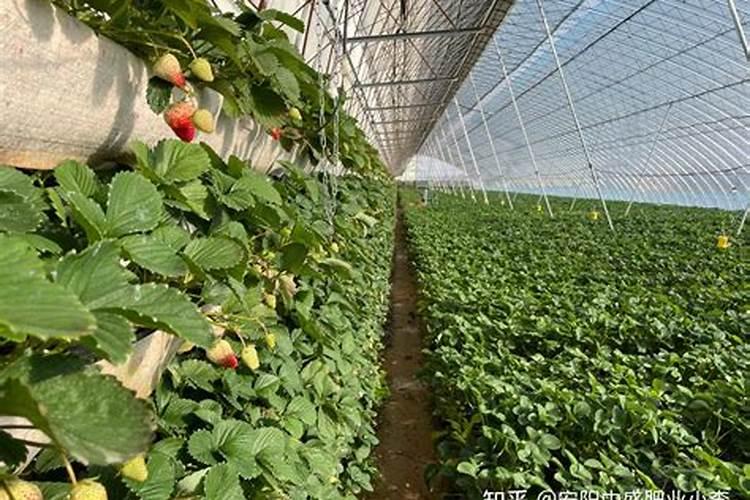 草莓上如何施水溶肥促幼果膨大？施用方法