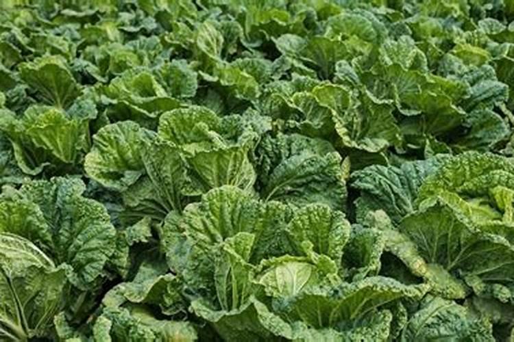 合肥:北方阴雨连绵、南方高温不断,白菜长得好包心实,离不开三个方法