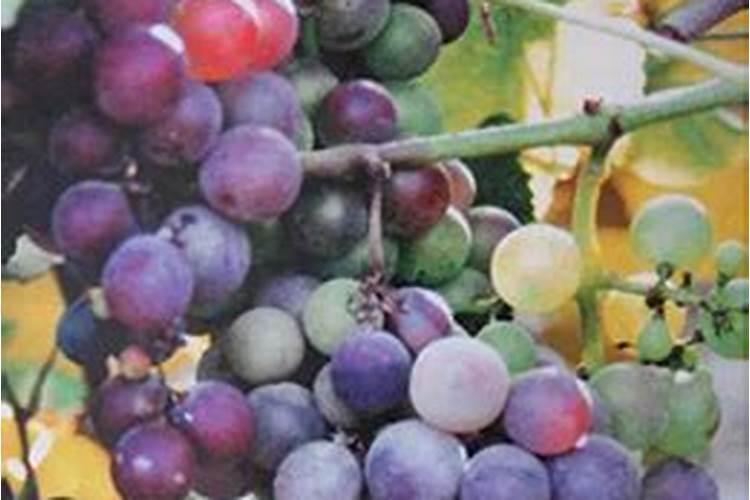 夏黑葡萄转色期喷几次磷酸二氢钾叶面肥？