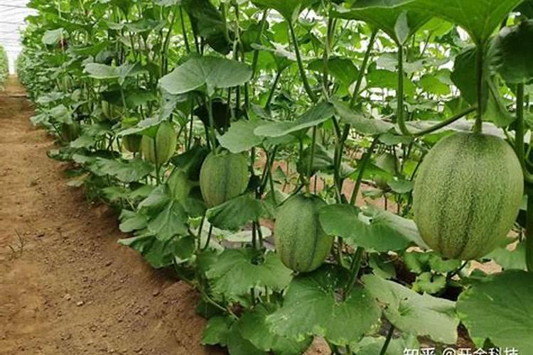 樱花叶面肥使用方法及用量