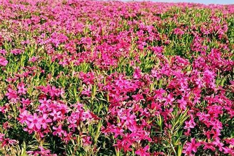 芝樱花生长期的施肥方法