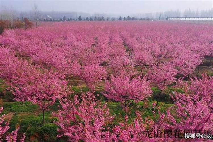 樱花怎么施肥 樱花如何施肥