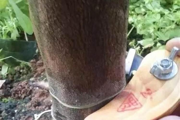 柑橘环割多久可以打叶面肥水？