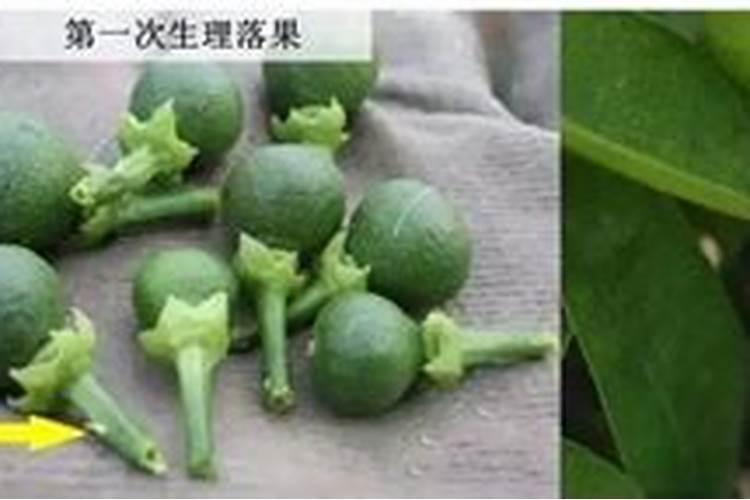 柑橘生理落果期能施肥吗？