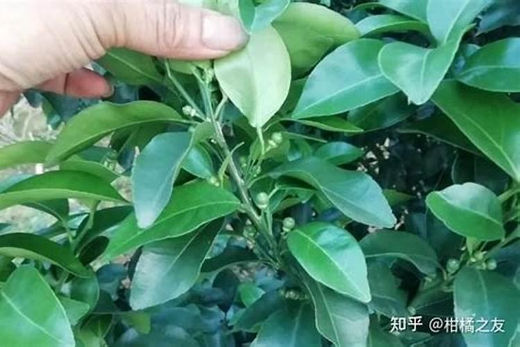 在柑橘谢花后,使用赤霉酸保果,造成大量落叶落果,如何补救