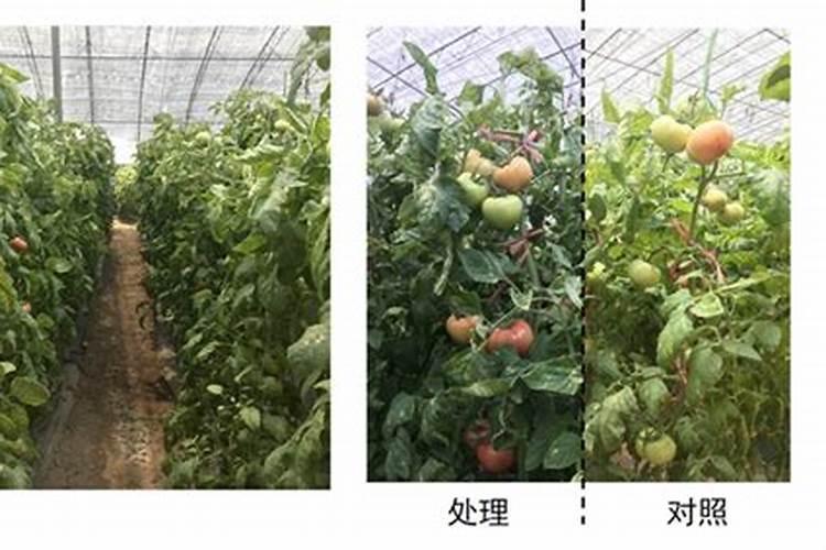 纳米硒肥施用技术要求