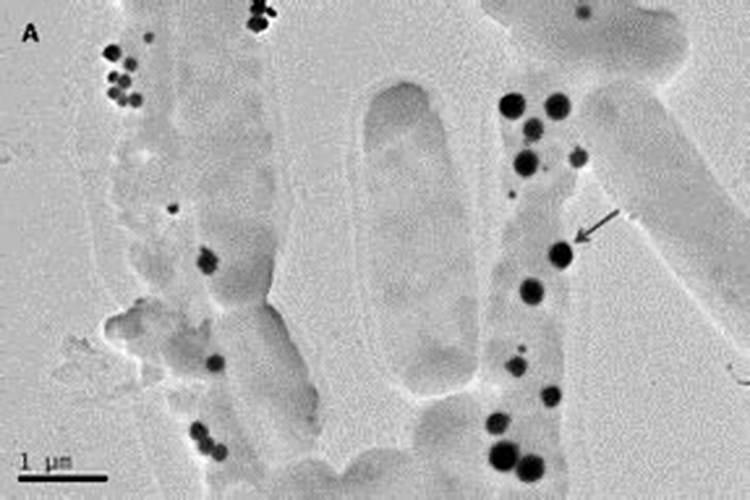 微生物纳米硒液面肥能冲施使用吗？