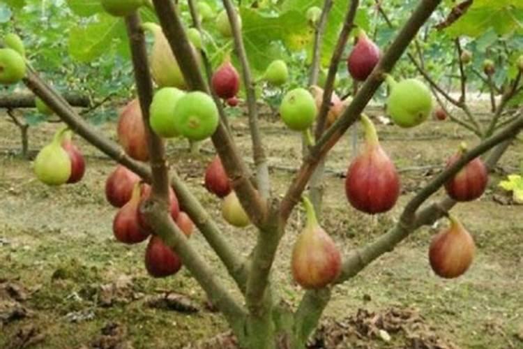 无花果树什么时候打叶面肥合适？