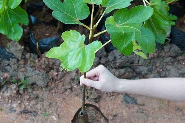 无花果树什么时候扦插最合适