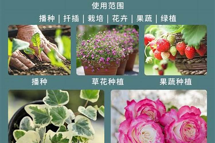 天狼月季必须用专用肥吗为什么？