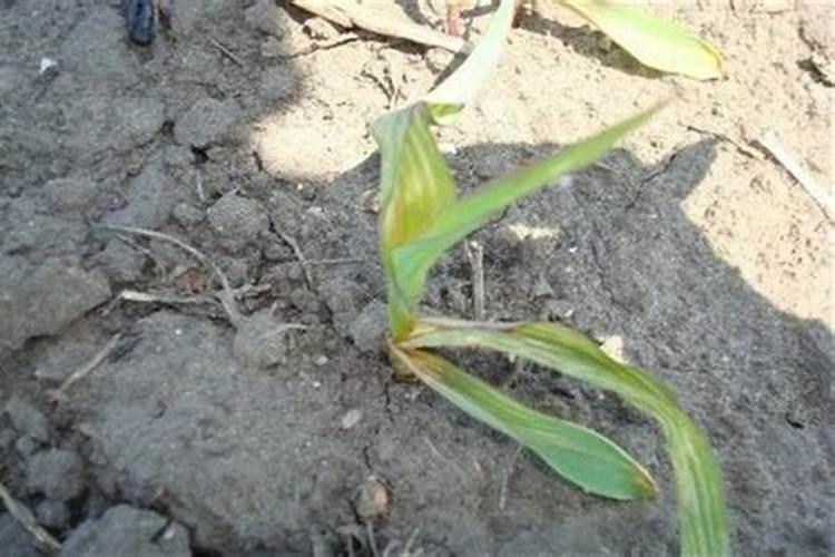 玉米肥害症状是什么？有哪些防治方法？