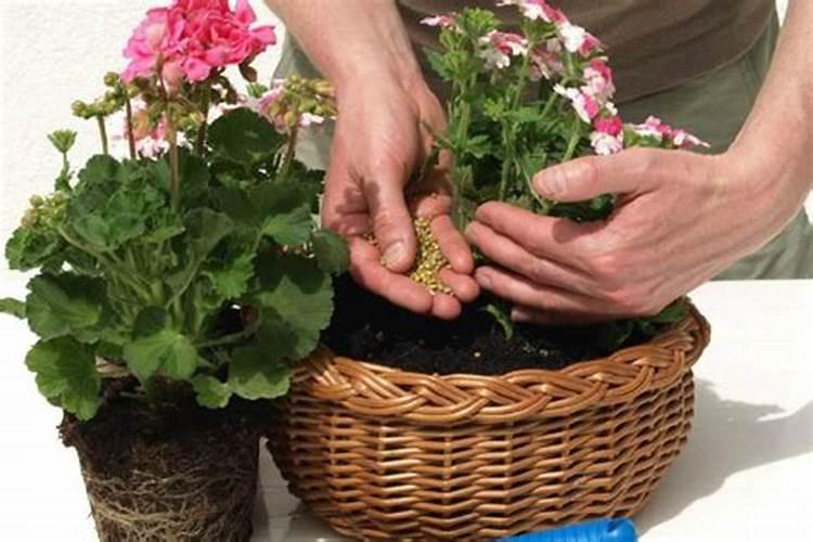 家中养花氮肥怎么来呢？除了购买还能自己做。