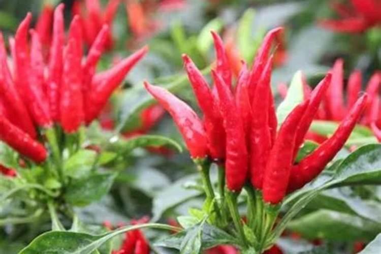 天鹰椒施什么钙肥最好