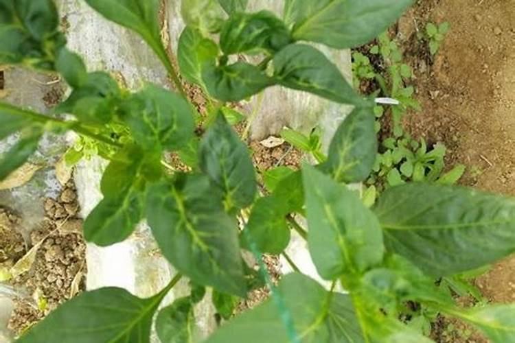 辣椒叶子起皱畸形是什么病打什药