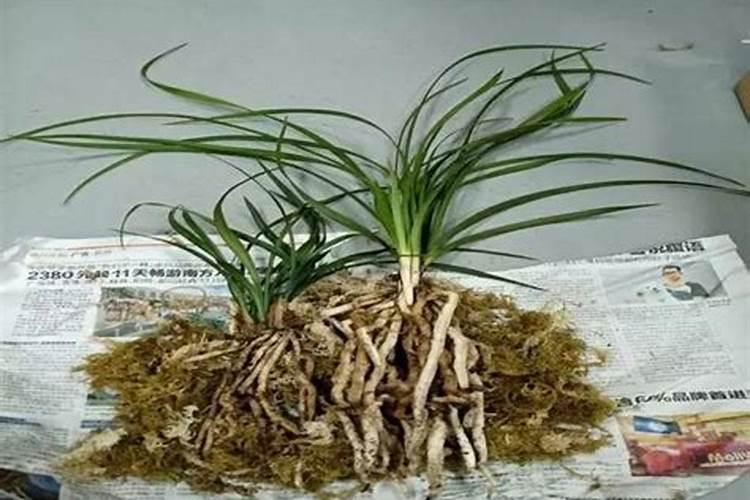 给兰花施磷钾肥可不可以用？