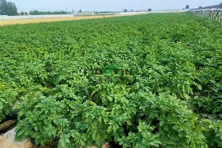 黑龙江省土豆水溶肥厂家有哪些？