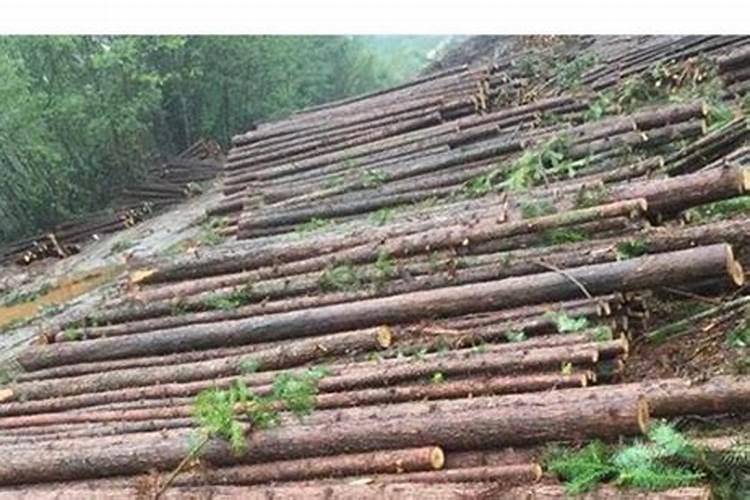 磷肥种植杉木怎么样施肥？