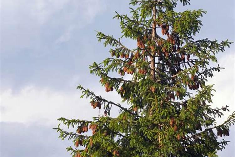 大杉木树应该施什么肥料