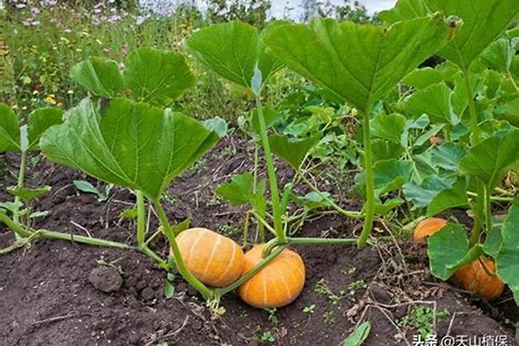 土瓜怎么种植方法