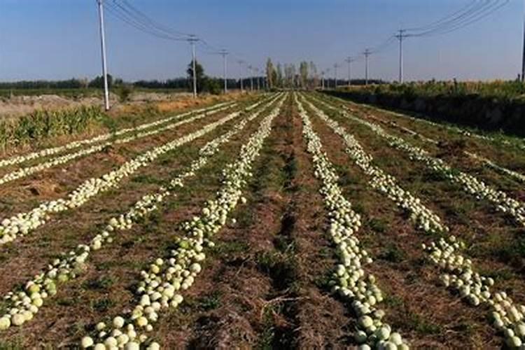 土瓜的田间管理