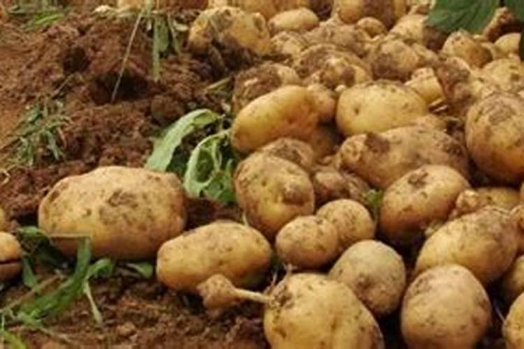 地膜种土豆怎么种